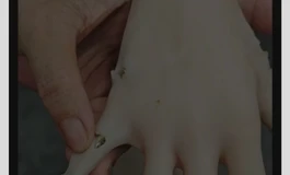 如果返修是这 样，你还会花7800买shedoll娃娃吗？