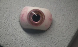 冬天吃香菜0106经济款
